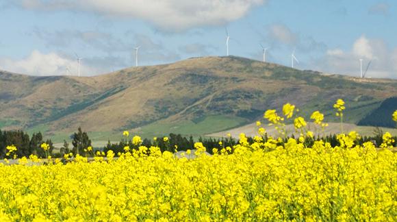 View-of-White-Hill-wind-farmWhite-Hill-wind-farm-2__ScaleMaxWidthWzk2Nl0